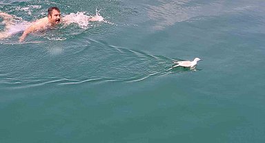 Uçamadığı için barajda mahsur kalan martıyı tekne çalışanı kurtardı