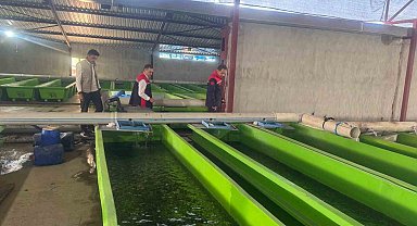 Uluköy'de yılda 15 milyon yavru üretiliyor