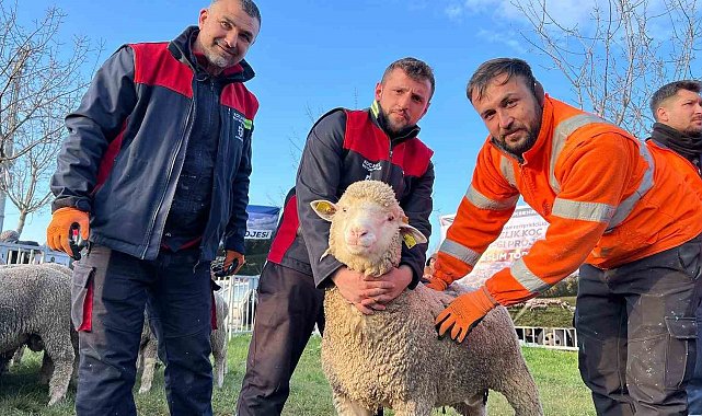 Üreticilere damızlık koç desteği