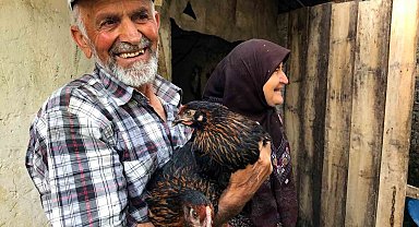 Üreticiye yüzde 50 hibeli yumurta tavuğu desteği