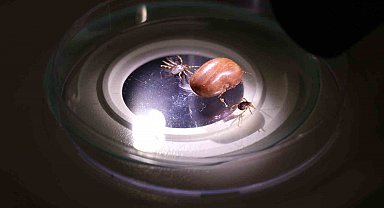 Uzmanı uyardı: "Hayvanların üzerindeki keneler elle koparılmamalı"