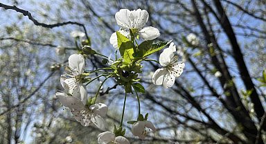 Uzmanı uyardı: "Sabah saatlerinde camları açmayın"