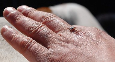 Uzmanlar; "Kene ısırığına dikkat"