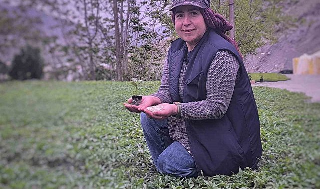 Uzundere'nin çiçek kadınları yılda 1 milyon fide üretiyor