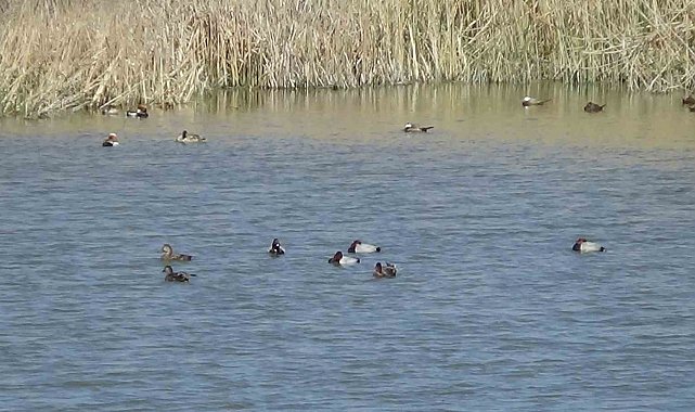 Van Gölü havzasında kuş popülasyonu canlandı