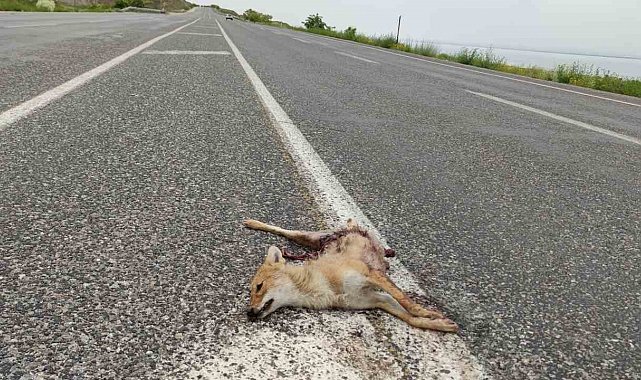 Van'da araçların çarptığı iki tilki telef oldu