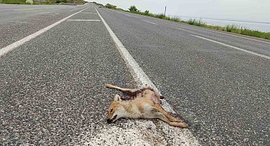 Van'da araçların çarptığı iki tilki telef oldu