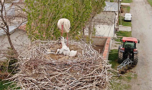 Van'da leylekler 48 yıldır aynı direğe yuva yapıyor