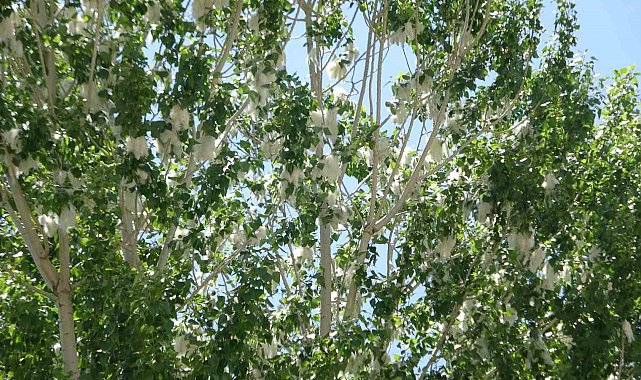 Van'da polen yoğunluğu alerjik hastaları tehdit ediyor