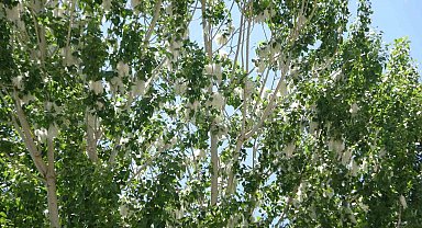 Van'da polen yoğunluğu alerjik hastaları tehdit ediyor