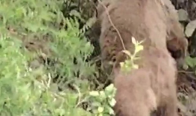 Vatandaşların ayıyla gülümseten sohbeti kameraya yansıdı