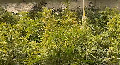 Villanın odalarını uyuşturucu tarlasına dönüştürmüş