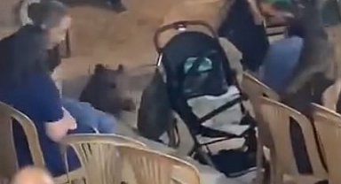 Yaban domuzu düğüne daldı