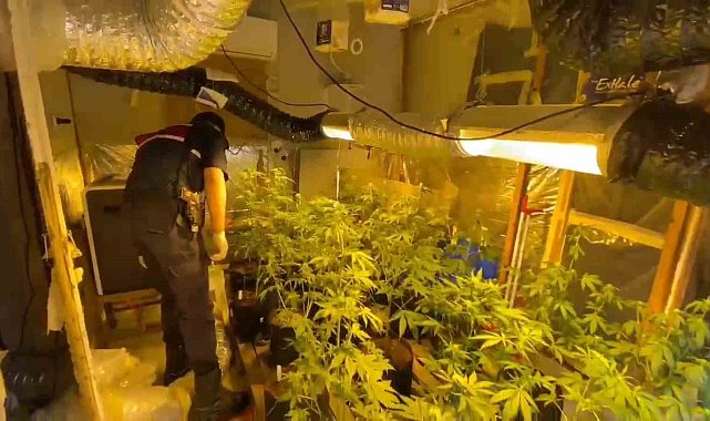 Yakalanmamak için keneviri evine ekerek tarlaya çevirmiş