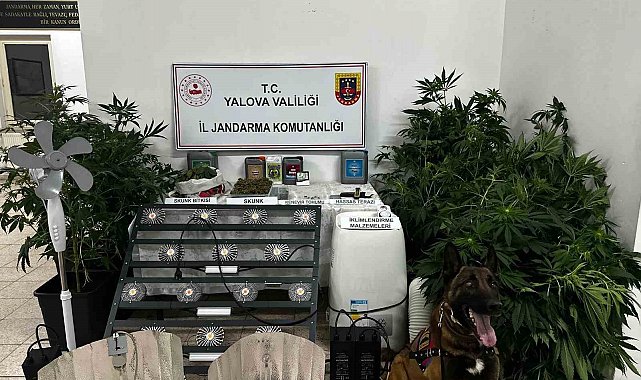 Yalova'da evinde uyuşturucu yetiştiren şüpheli tutuklandı