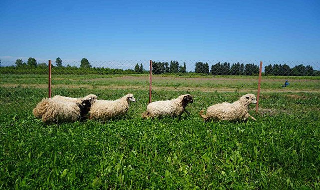 Yapay meralarla sofralara daha ucuz kuzu eti geliyor