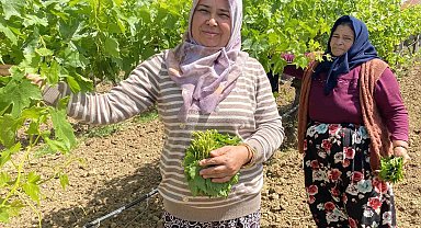 Yaprağı meyvesinden daha çok kazandırıyor