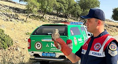 Yaralı bulunan Kerkenez kuşu koruma altına alındı