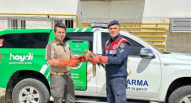 Yaralı halde bulunan Kızıl Şahin koruma altına alındı