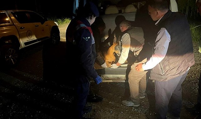 Yaralı karacayı jandarma koruma altına aldı