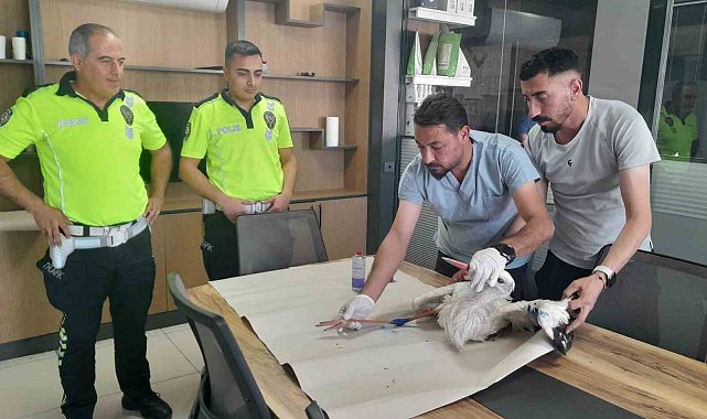 Yaralı leyleğe polisten şefkat eli