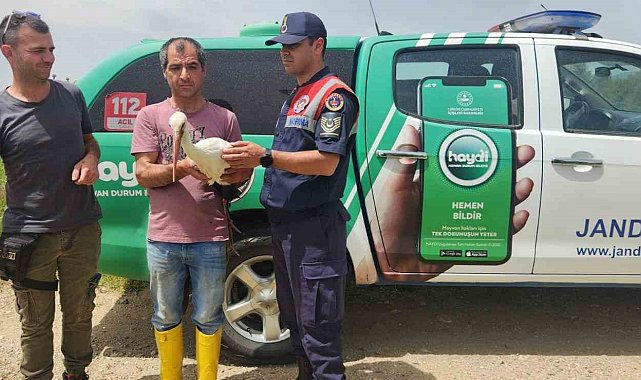 Yaralı leylek 3 aylık tedavi sonrası doğaya salındı