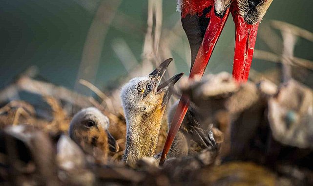 Yaren leyleğin ailesine yeni üyeler katıldı