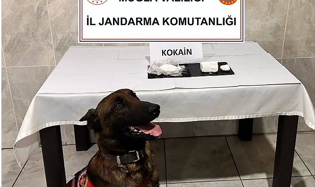 Yatağan'da yolcu otobüsünde 290 gram kokain yakalandı