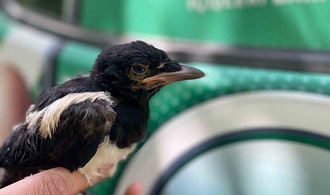 Yavru kargaya jandarma şefkati