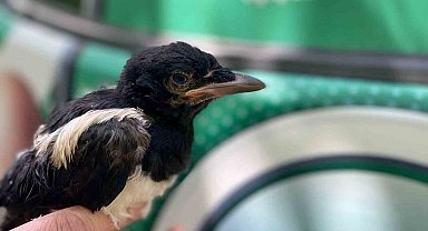 Yavru kargaya jandarma şefkati