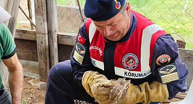 Yavru yaban tavşanına jandarmadan yardım eli