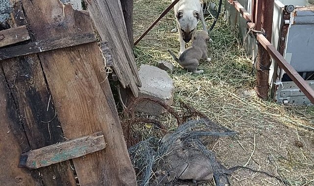 Yavruları kurtarılana kadar ekiplerin başını bekledi