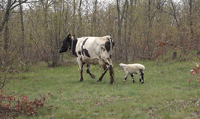 Yavrusu ölen inek, annesiz kalan kuzuyu sahiplendi