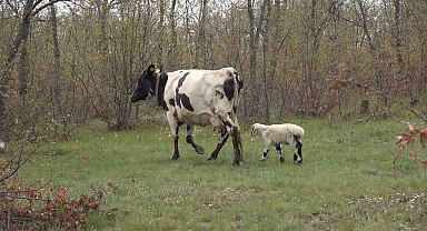 Yavrusu ölen inek, annesiz kalan kuzuyu sahiplendi