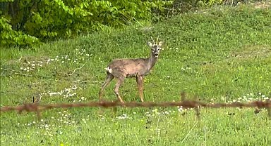 Yaylada otlayan karaca kamerada