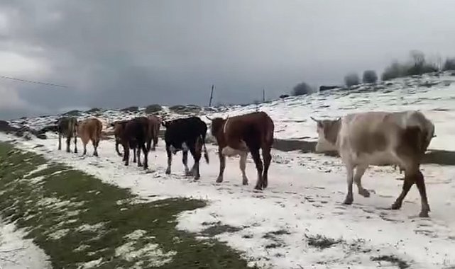 Yayladaki sürülerin dolu yağışında zorlu anları kameraya yansıdı