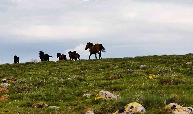 Yaylaların özgür ruhları yılkı atları havadan görüntülendi