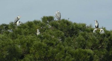 Yenipazar'a gelen gri balıkçıl kuşlar araştırma konusu oldu