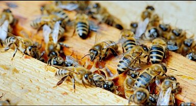 Yığılca Türkiye'ye katkı sağlıyor