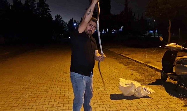 Yılanlara fısıldayan adam, çamaşır makinesine giren 1 buçuk metrelik karayılanı nasihat vererek doğaya bıraktı