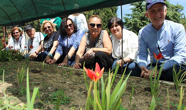 Yitik Türk lalesi sadece 2 hafta çiçek açıyor