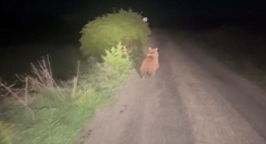 Yolda karşılaştığı ayıyı aracıyla kovaladı