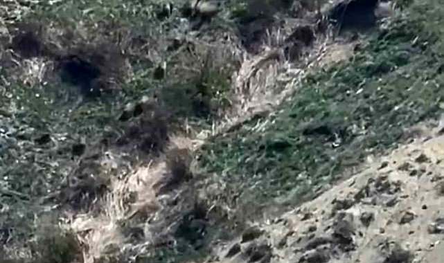 Yüksekova'da domuz sürüsü görüntülendi