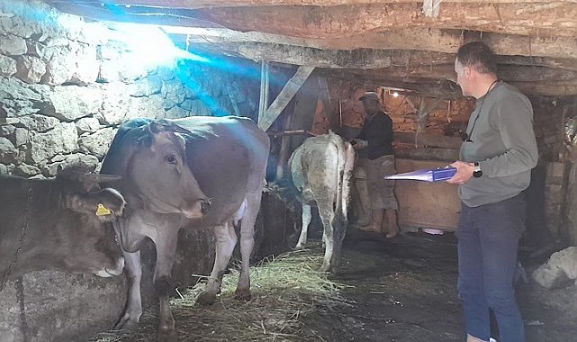 Yüksekova'da hayvanları kimliklendirme ve aşılama çalışması