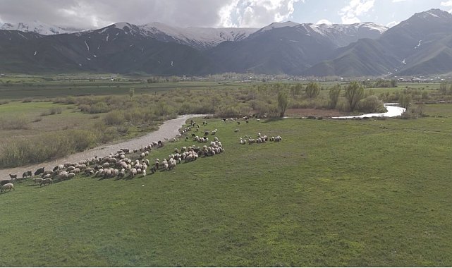 Yüksekova'da karların erimesiyle ovalar yeşile büründü