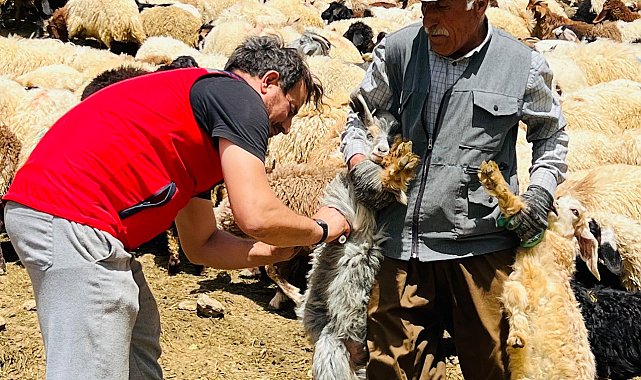 Yüksekova'da şap hastalığına karşı aşılama seferberliği