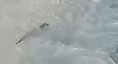 Yüksekova'da su samuru görüntülendi