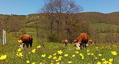 Yurt içi hayvan nakillerine yeni düzenleme