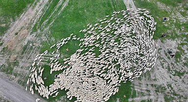 Yüzlerce kuzu annesiyle buluştu, o anlar dron ile görüntülendi