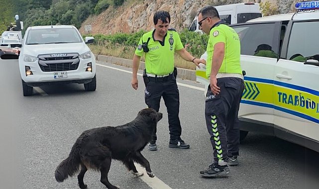 Zincirleme kazadan sonra yol ortasında kalan köpeğe polis sahip çıktı